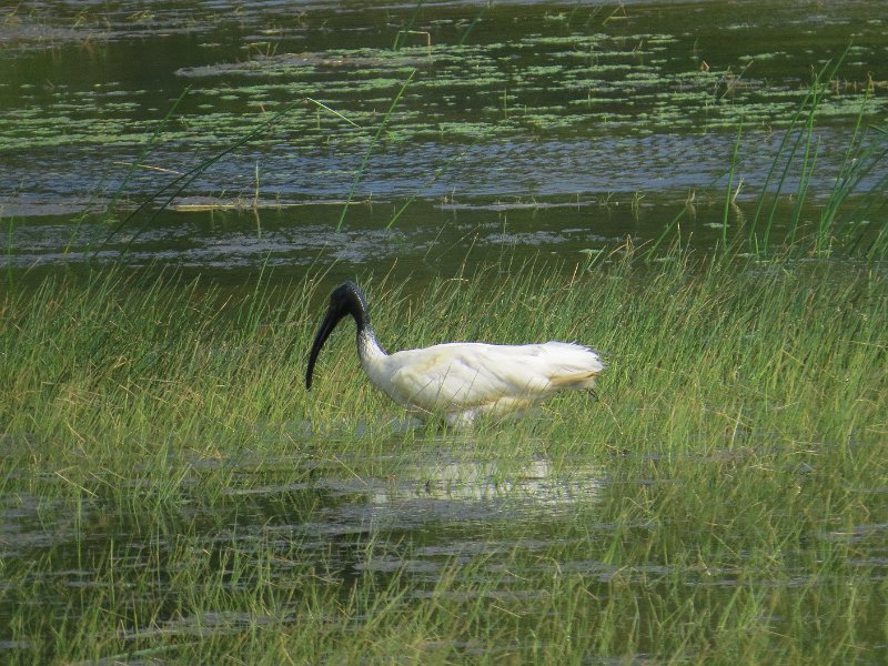 G (66) Black-headed Ibis - Yala NP.JPG